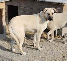 NONI, Hund, Mischlingshund in Rumänien - Bild 15