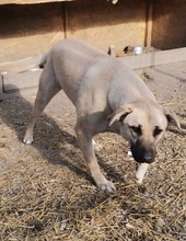 NONI, Hund, Mischlingshund in Rumänien - Bild 16
