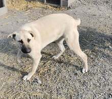 NONI, Hund, Mischlingshund in Rumänien - Bild 17