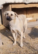 NONI, Hund, Mischlingshund in Rumänien - Bild 2