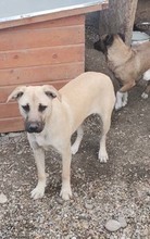 NONI, Hund, Mischlingshund in Rumänien - Bild 3