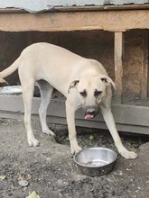 NONI, Hund, Mischlingshund in Rumänien - Bild 6