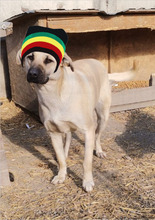 NONI, Hund, Mischlingshund in Rumänien - Bild 7