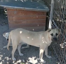 NONI, Hund, Mischlingshund in Rumänien - Bild 8
