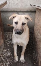 NONI, Hund, Mischlingshund in Rumänien - Bild 9
