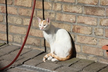 ODYSSEUS, Katze, Europäisch Kurzhaar in Hückelhoven - Bild 2