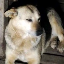 MAIRA, Hund, Mischlingshund in Rumänien - Bild 1