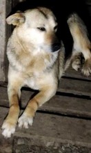 MAIRA, Hund, Mischlingshund in Rumänien - Bild 2