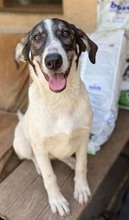 ZAMBI, Hund, Mischlingshund in Rumänien - Bild 10