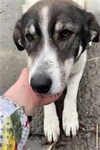 ZAMBI, Hund, Mischlingshund in Rumänien - Bild 2