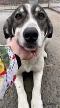 ZAMBI, Hund, Mischlingshund in Rumänien - Bild 4