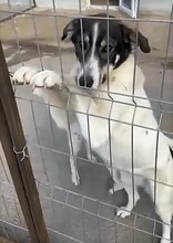 ZAMBI, Hund, Mischlingshund in Rumänien - Bild 5