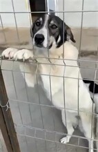 ZAMBI, Hund, Mischlingshund in Rumänien - Bild 6