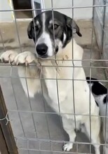 ZAMBI, Hund, Mischlingshund in Rumänien - Bild 7