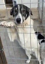 ZAMBI, Hund, Mischlingshund in Rumänien - Bild 8