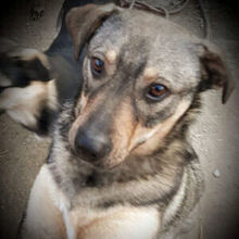 ZUZA, Hund, Mischlingshund in Rumänien - Bild 1