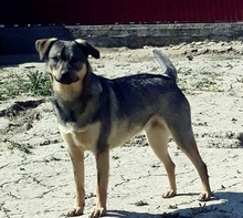 ZUZA, Hund, Mischlingshund in Rumänien - Bild 3