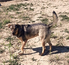 ZUZA, Hund, Mischlingshund in Rumänien - Bild 4