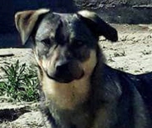 ZUZA, Hund, Mischlingshund in Rumänien - Bild 5