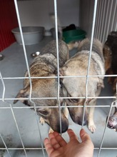ZUZA, Hund, Mischlingshund in Rumänien - Bild 7