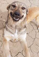 FANTA, Hund, Mischlingshund in Rumänien - Bild 1