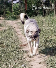 FANTA, Hund, Mischlingshund in Rumänien - Bild 10