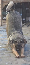 FANTA, Hund, Mischlingshund in Rumänien - Bild 2