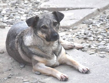 FANTA, Hund, Mischlingshund in Rumänien - Bild 3