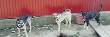 FANTA, Hund, Mischlingshund in Rumänien - Bild 4
