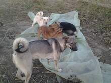 FANTA, Hund, Mischlingshund in Rumänien - Bild 6