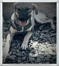 FANTA, Hund, Mischlingshund in Rumänien - Bild 7