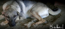 FANTA, Hund, Mischlingshund in Rumänien - Bild 8