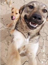 FANTA, Hund, Mischlingshund in Rumänien - Bild 9