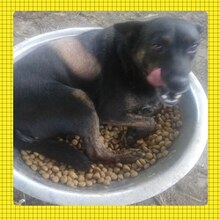 PAULA, Hund, Mischlingshund in Rumänien - Bild 1