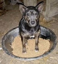 PAULA, Hund, Mischlingshund in Rumänien - Bild 3