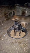 PAULA, Hund, Mischlingshund in Rumänien - Bild 4