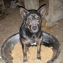 PAULA, Hund, Mischlingshund in Rumänien - Bild 6