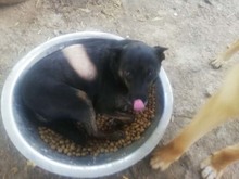 PAULA, Hund, Mischlingshund in Rumänien - Bild 7