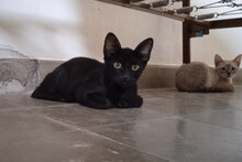 CHOCOLATE, Katze, Europäisch Kurzhaar in Spanien - Bild 1