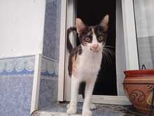 PILI, Katze, Europäisch Kurzhaar in Spanien - Bild 1