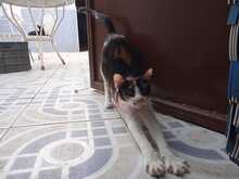 PILI, Katze, Europäisch Kurzhaar in Spanien - Bild 4