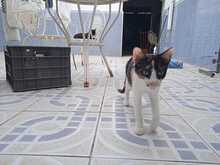 PILI, Katze, Europäisch Kurzhaar in Spanien - Bild 5