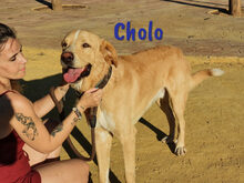 CHOLO, Hund, Herdenschutzhund-Mix in Spanien - Bild 1
