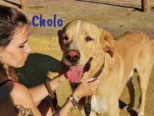 CHOLO, Hund, Herdenschutzhund-Mix in Spanien - Bild 2