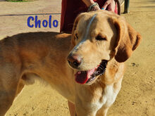 CHOLO, Hund, Herdenschutzhund-Mix in Spanien - Bild 3