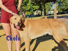 CHOLO, Hund, Herdenschutzhund-Mix in Spanien - Bild 4
