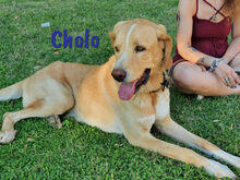CHOLO, Hund, Herdenschutzhund-Mix in Spanien - Bild 6