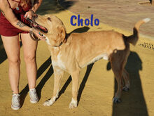 CHOLO, Hund, Herdenschutzhund-Mix in Spanien - Bild 7