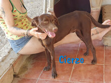 CIERZO, Hund, Mischlingshund in Spanien - Bild 1