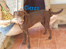 CIERZO, Hund, Mischlingshund in Spanien - Bild 2